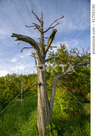 Taebaeksan,Taebaeksi,江原道 Taebaeksan,Taebaeksi,江原道 41708190