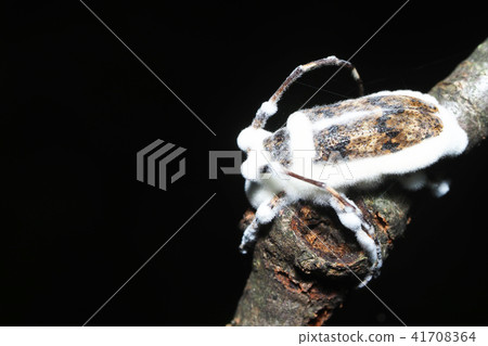 白殭菌入侵的長角甲蟲 白殭菌入侵的長角甲蟲 41708364