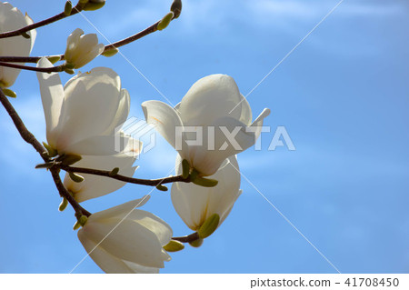 Magnolia flowers - Stock Photo [41708450] - PIXTA