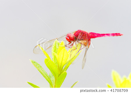 Shoujo dragonfly (male) 41708709