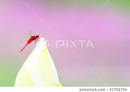 Shoujo dragonfly (male) and lotus bud 41708784