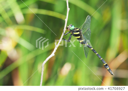 Onyangma (male) Onyangma (male) 41708927
