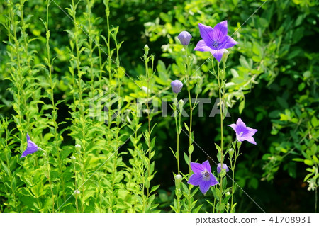 Sunny day in the rainy season: Bellflowers 2 Sunny day in the rainy season: Bellflowers 2 41708931