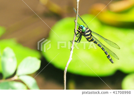 Onyangma (male) 41708998