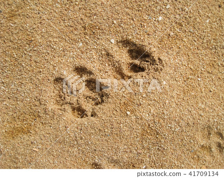 dog foot print in sand on the beach. dog foot print in sand on the beach. 41709134