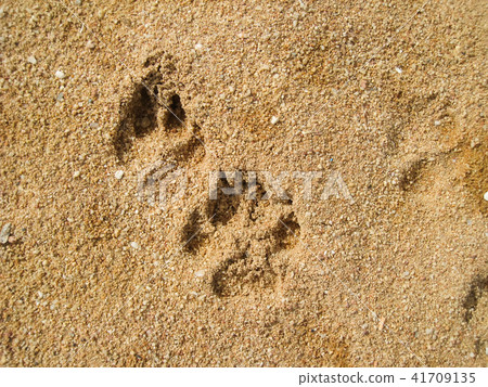 dog foot print in sand on the beach. dog foot print in sand on the beach. 41709135