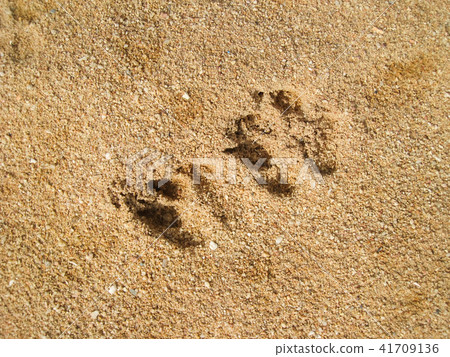 dog foot print in sand on the beach. 41709136