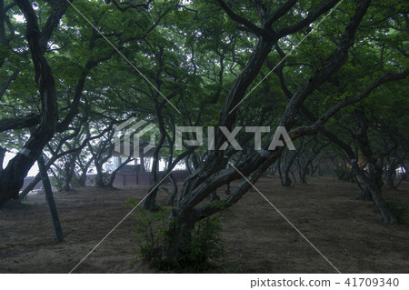 She Tree，Youngheungdo，Incheon 41709340