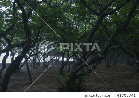 She Tree，Youngheungdo，Incheon 41709341