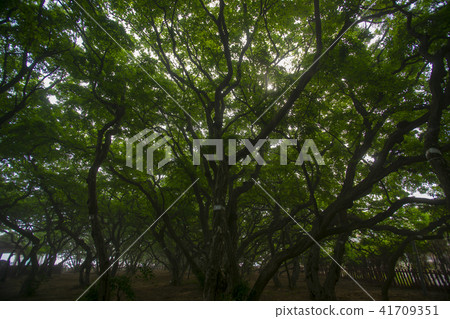 She Tree，Youngheungdo，Incheon 41709351