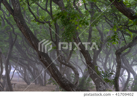 Sosa Tree, Youngheungdo, Incheon Sosa Tree, Youngheungdo, Incheon 41709402