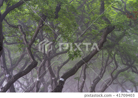 Sosa Tree, Youngheungdo, Incheon Sosa Tree, Youngheungdo, Incheon 41709403