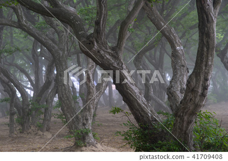 She Tree，Youngheungdo，Incheon 41709408