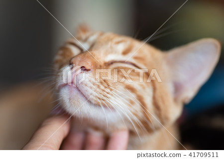 Hand playing with cat by scratching chin Hand playing with cat by scratching chin 41709511