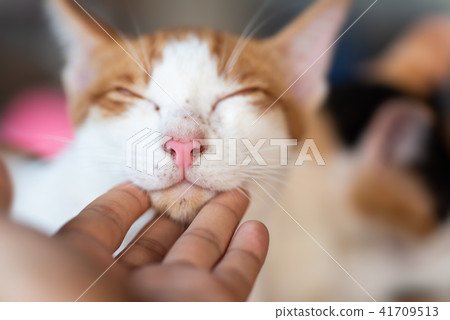 Hand playing with cat by scratching chin Hand playing with cat by scratching chin 41709513