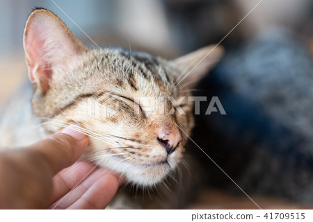 Hand playing with cat by scratching chin 41709515