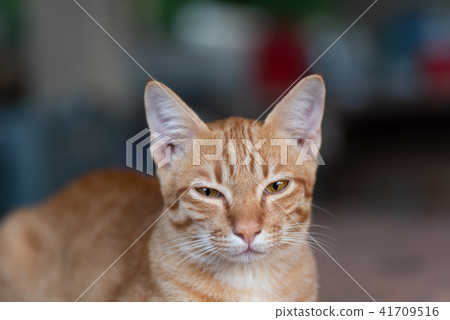 Ginger cat looking at camera, cute pet  41709516