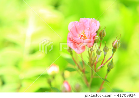 pretty flowers pretty flowers 41709924