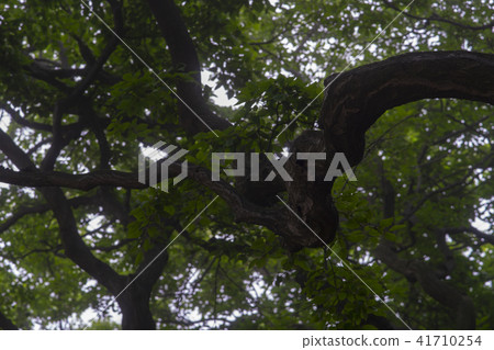 Sosa Tree, Youngheungdo, Incheon 41710254