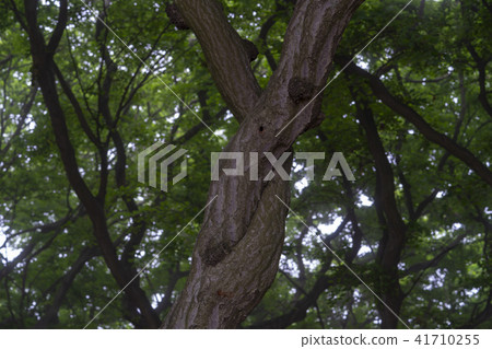 She Tree，Youngheungdo，Incheon 41710255