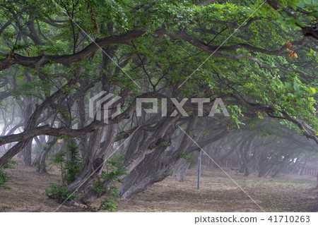 She Tree，Youngheungdo，Incheon 41710263