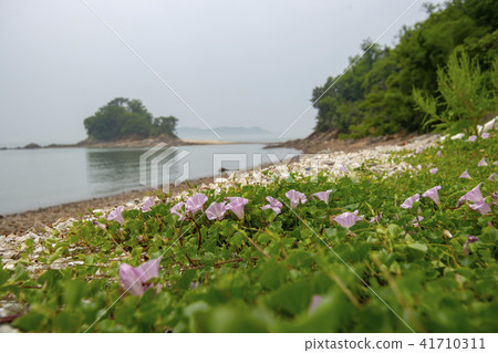 Chom flower，Youngheung-do，Incheon 41710311