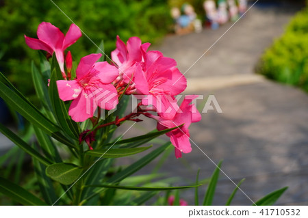 pink Waterkanon, Watrakanu, Iron root, close up pink Waterkanon, Watrakanu, Iron root, close up 41710532