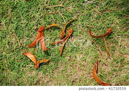 Yang , Gurjan , Garjan seed Yang , Gurjan , Garjan seed 41710559