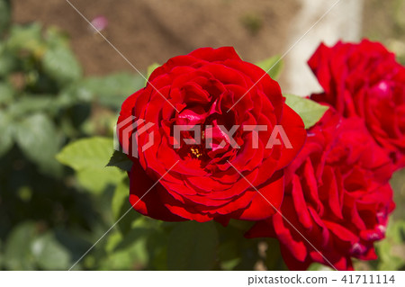 Arao City Ominous Citizen Flower Bed Rose Flower, 41711114