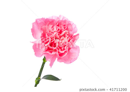 Single pink Carnation 41711200