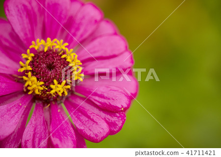 Close up pink zinnia violacea Close up pink zinnia violacea 41711421