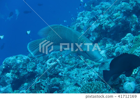 Napoleonic fish 41712169