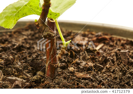 Fig Tree Panache with fruits in pot  on white 41712379