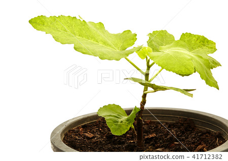 Fig Tree Panache with fruits in pot  on white 41712382
