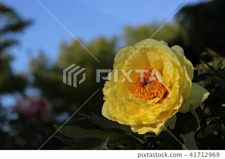 牡丹花盛開在Sukagawa Peonies 41712969