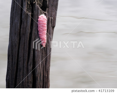 selective focus on colorful cherry pink snail eggs 41713109