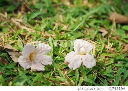 泰國的櫻花，Momoi nausen，Kidachibenyuzen，Pinktecoma，Chongpu·pantip花瓣 41713194