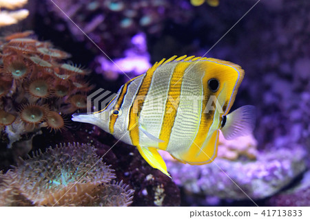 Copperband Butterflyfish 41713833