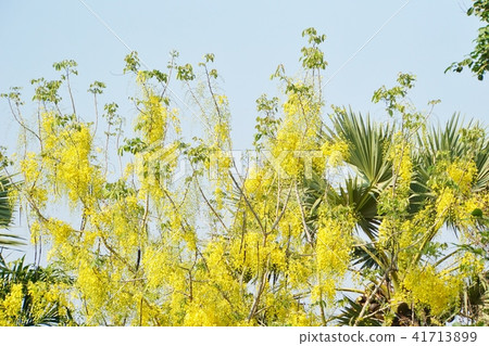 泰王國的國花“金色淋浴/金色淋浴” 41713899