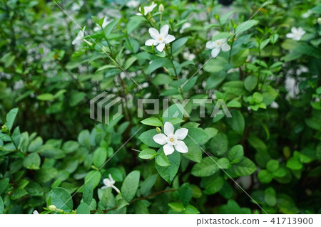 White flowers, white flowers, white flowers, roadside flowers (White Flower) White flowers, white flowers, white flowers, roadside flowers (White Flower) 41713900