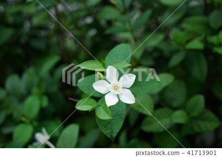 白花,白花,白花,路邊花(白花) 白花,白花,白花,路邊花(白花) 41713901