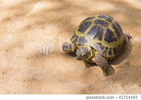 cute tortoise creeps through shallow sand 41714165