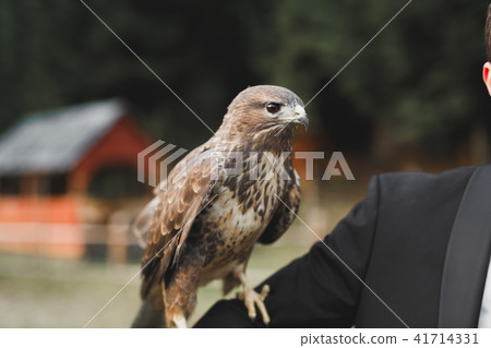 A Peregrine Falcon perched on a stump 41714331