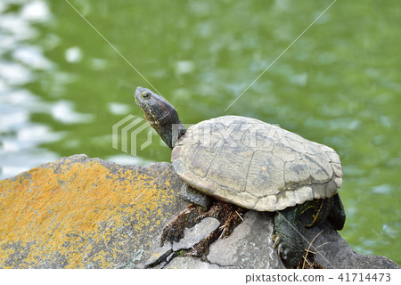 龜 龜 41714473