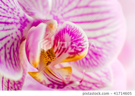 Flower Orchid Falenopsis 41714605