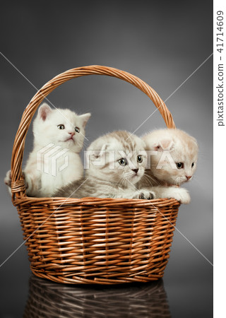 kitten scottish fold 41714609