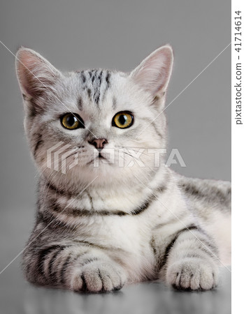 kitten scottish fold kitten scottish fold 41714614