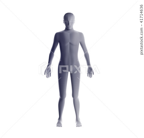 Anatomy of male muscular system. Grey human Anatomy of male muscular system. Grey human 41714636