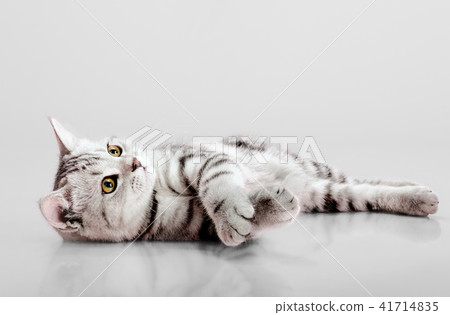 kitten scottish fold 41714835