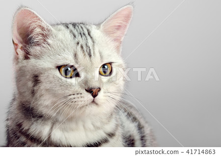 kitten scottish fold 41714863